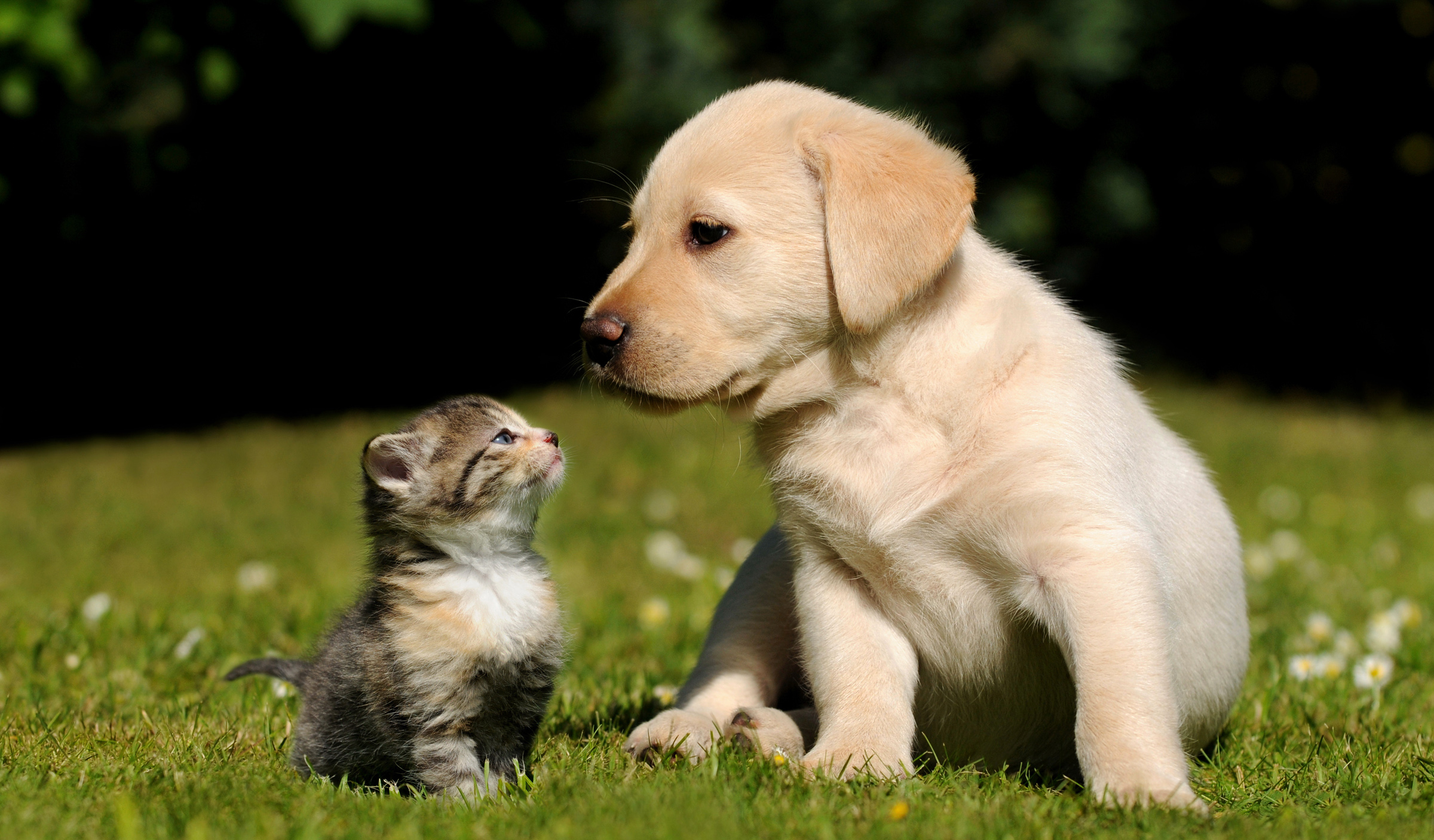 Ce qu'il faut savoir avant d'adopter un petit chien