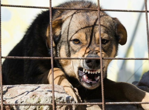 Survivre à l’attaque d’un chien