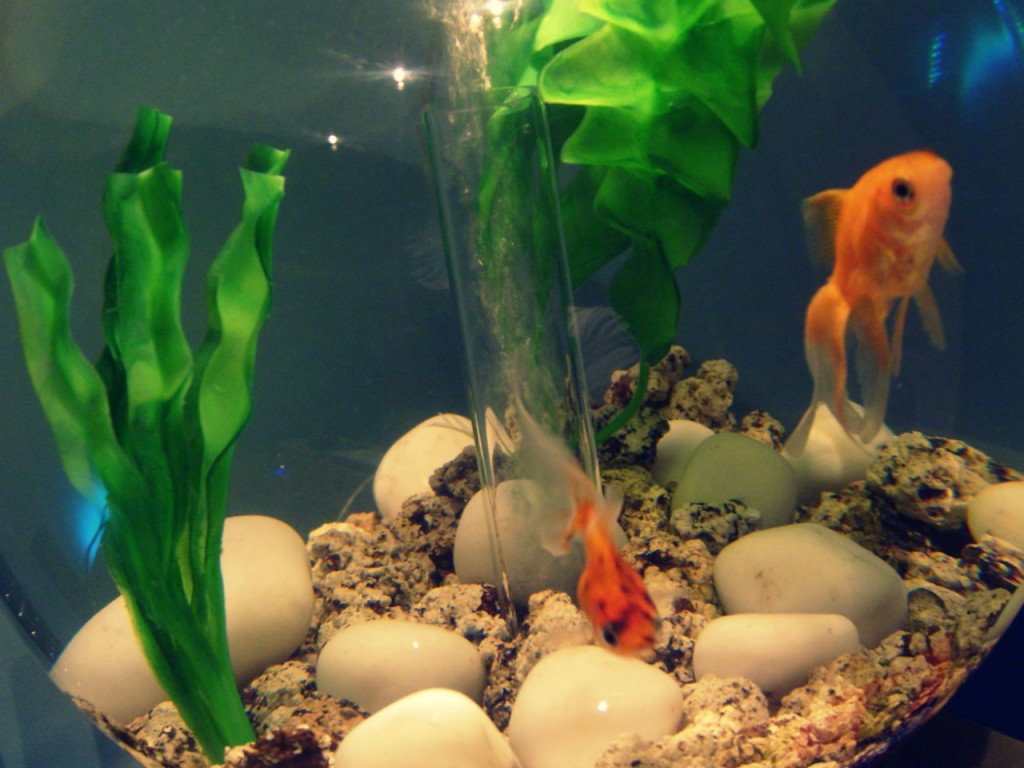 aquarium-poisson-rouge