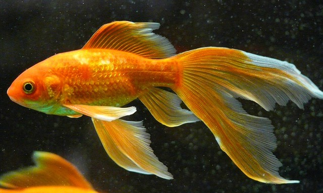 10 bonnes raisons d’accueillir un poisson rouge chez vous