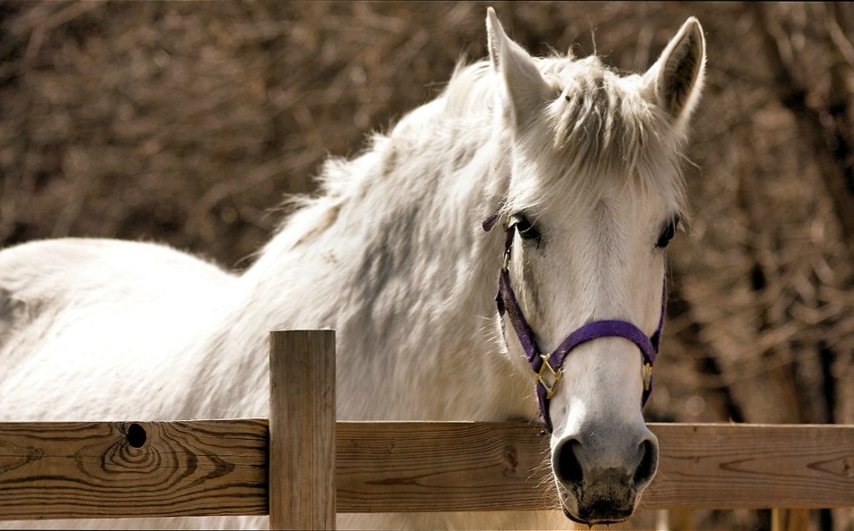 Les abris pour chevaux