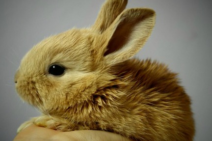 5-bonnes-raisons-d-adopter-un-lapin
