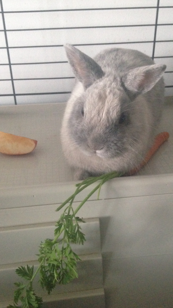 Un lapin adorable et en parfaite santé !