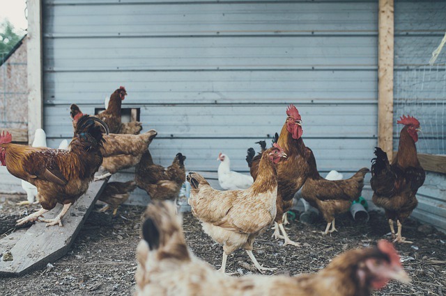 poules-poulailler