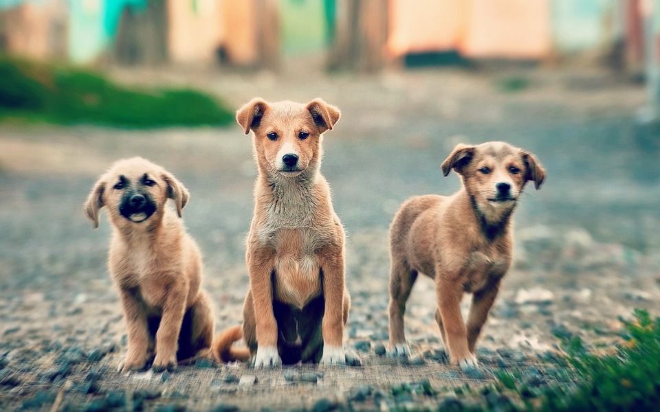 Top 3 des raisons qui vous pousseront à adopter un chien et pas un chiot