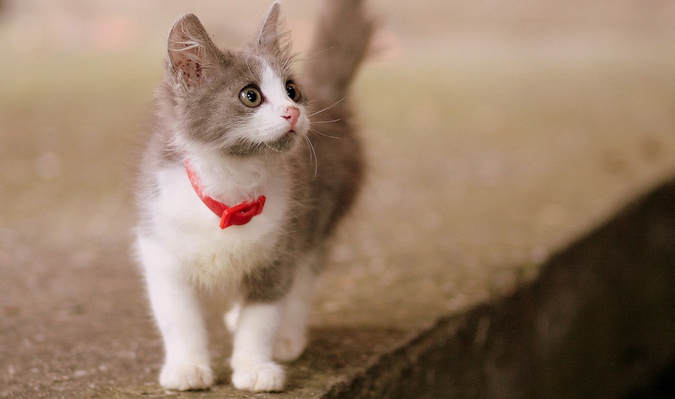 Quelle attitude éviter avec votre chat ?