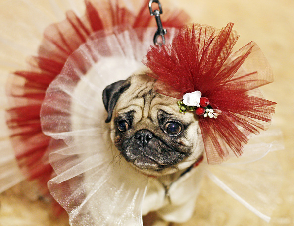 Fêtez royalement l’anniversaire de votre chien