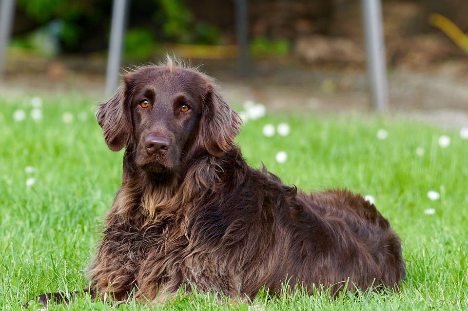 Offrez une bonne santé dentaire à votre chien