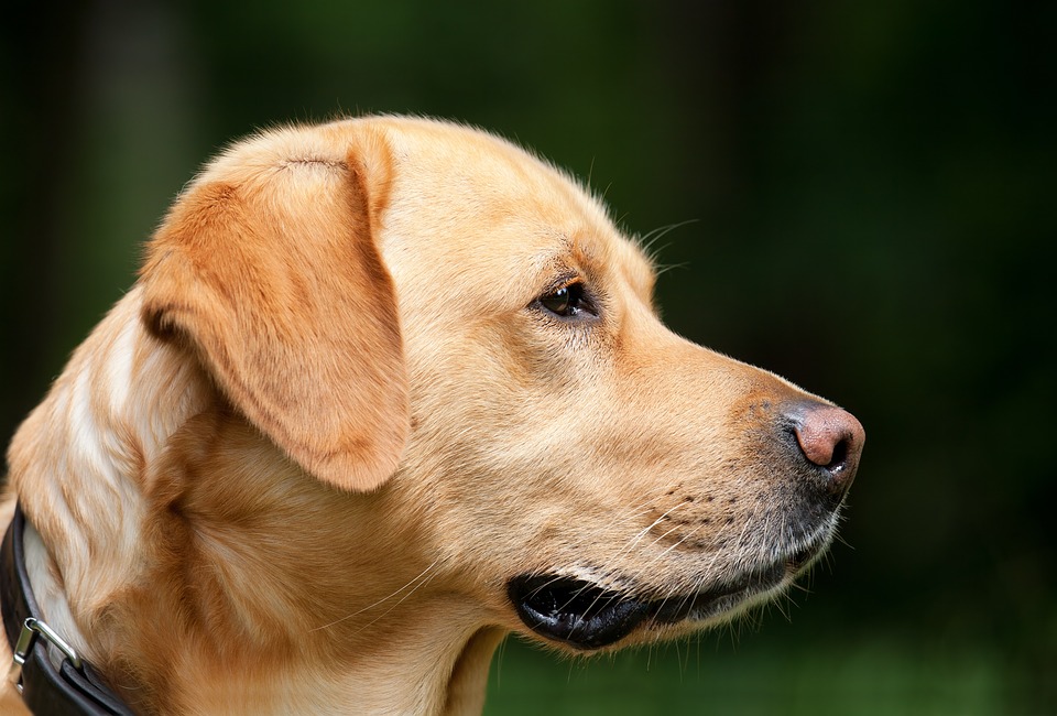 Orage : calmez votre chien !