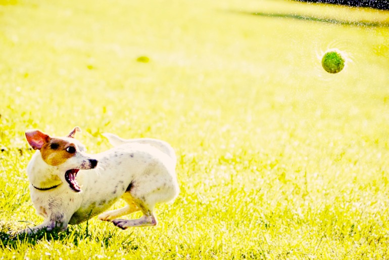 chien vacances