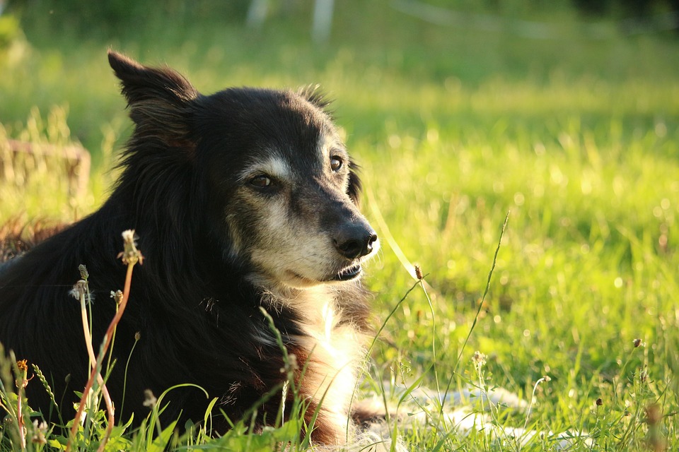 Collier pour chien : le guide pour bien choisir