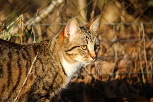 chats-alimentation