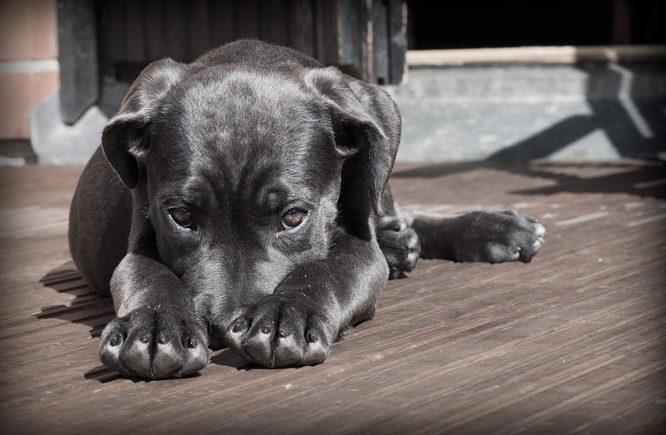 Méditation avec son chien : les avantages du doga