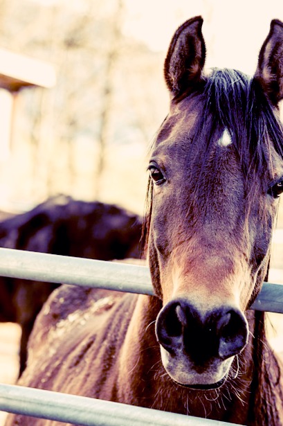 L’aménagement parfait pour le bien de vos chevaux !