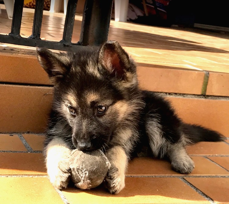 Adopter un berger allemand d’élevage dans le 06