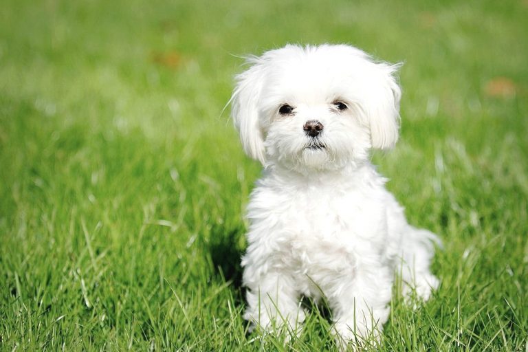 L’adoption d’un chiot bichon maltais