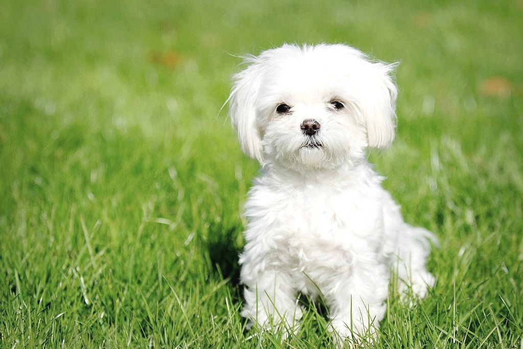 chiot bichon maltais