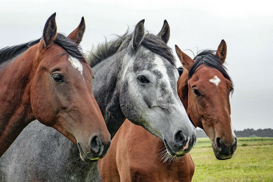 Comment prendre soin de son cheval au quotidien ?