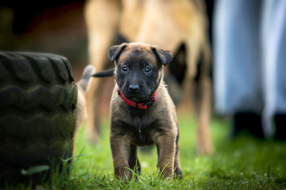 berger malinois chiot