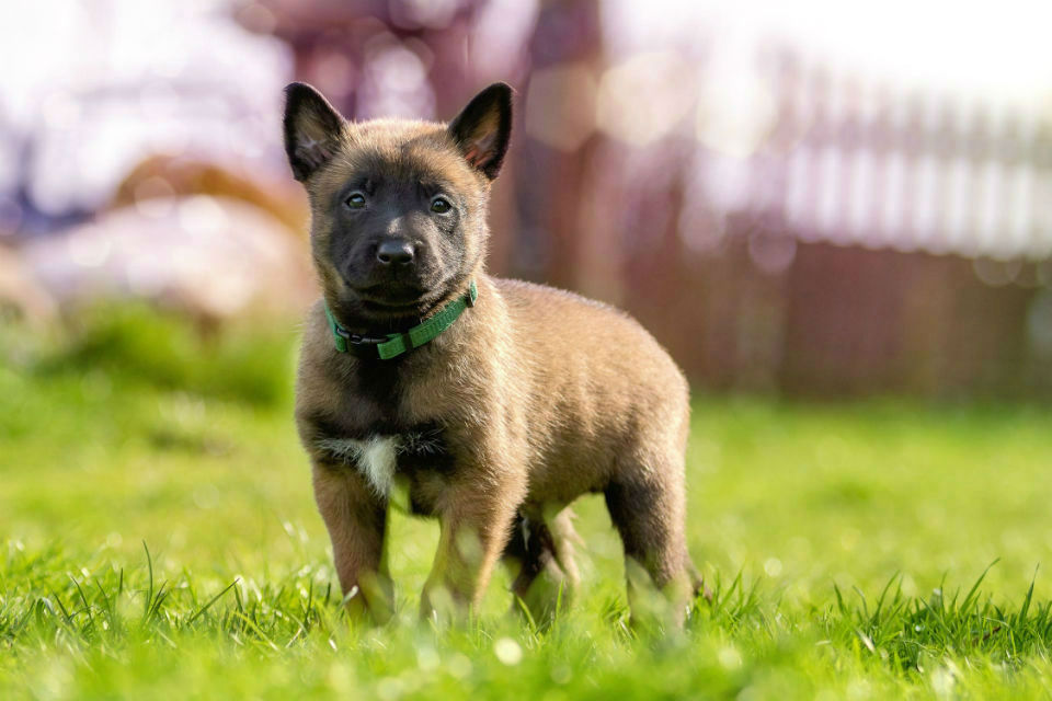 Le Berger Malinois : ce chien est-il fait pour vous ?