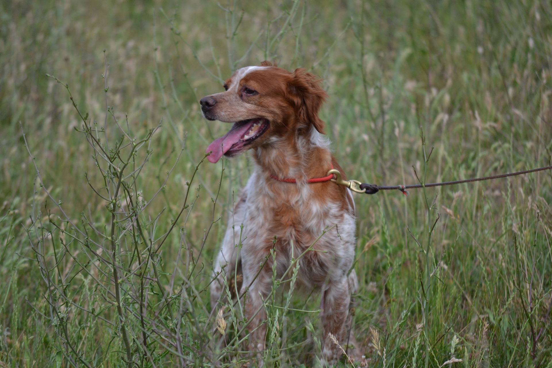 Pourquoi passer par un centre canin pour faire dresser son chien ?