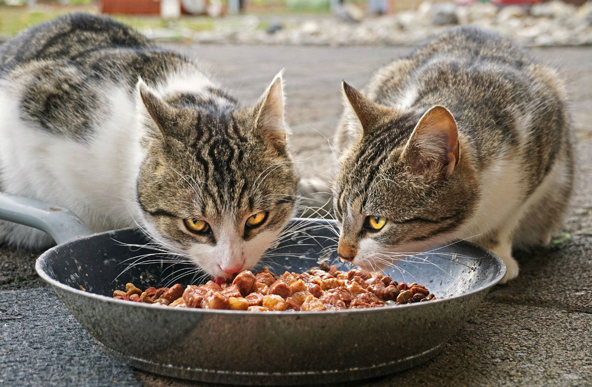 Comment alimenter un chat ?