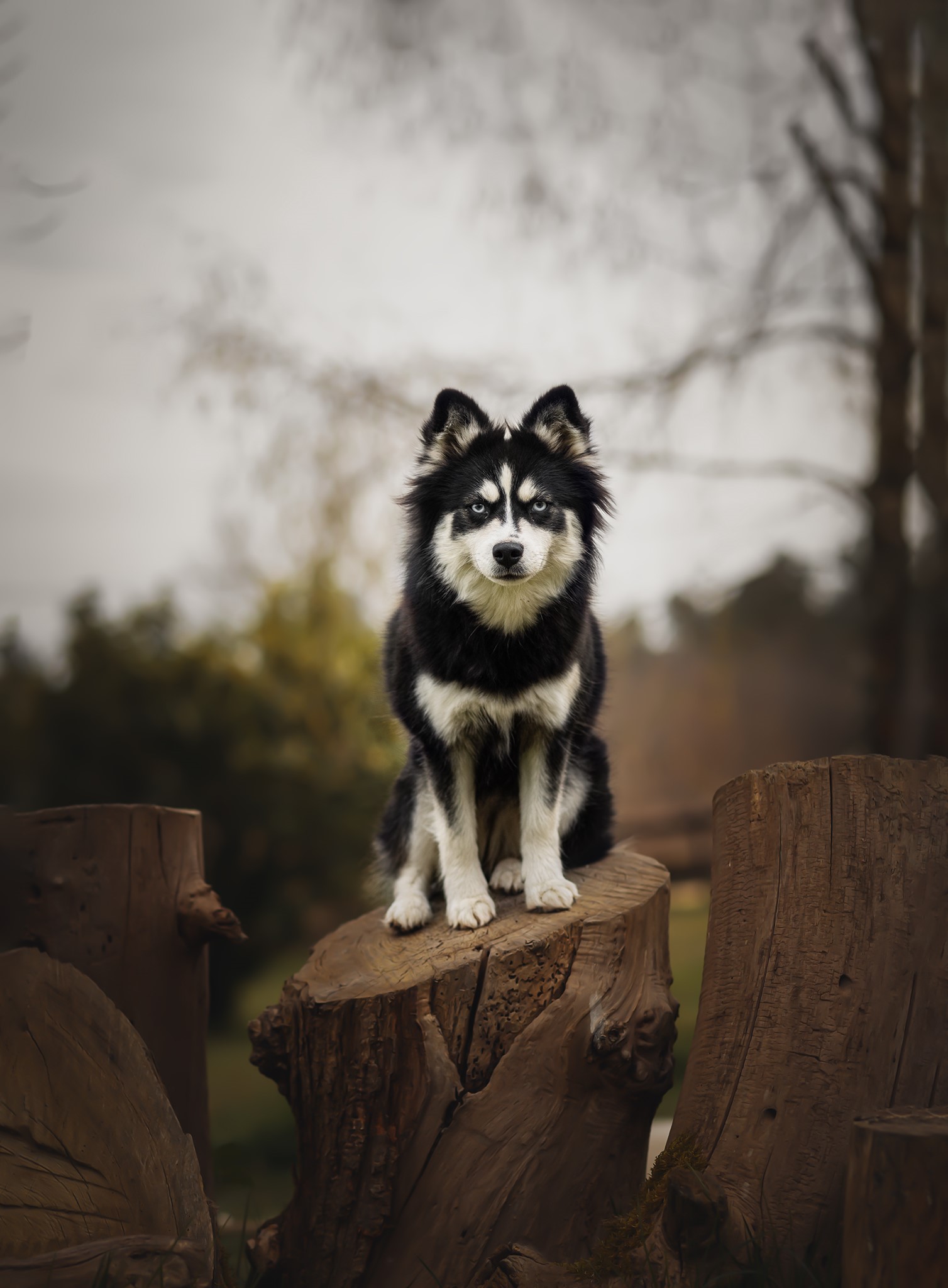 Découvrez les différents Pomsky