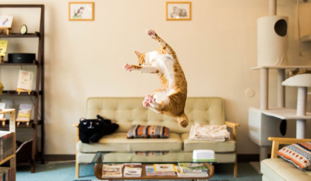 Communiquer avec son chat est plus simple qu'il n'y paraît