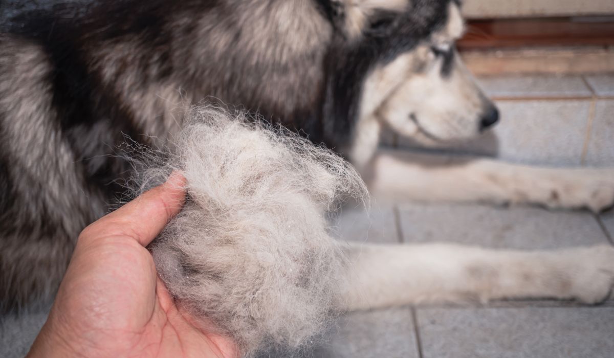 7 raisons qui expliquent qu’un chien perd ses poils