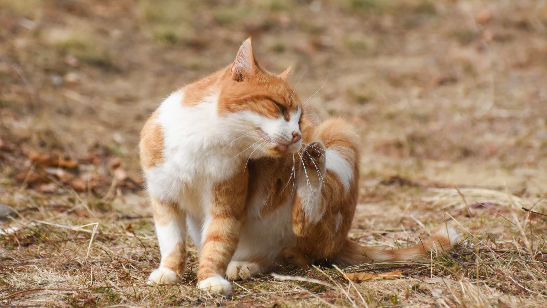 Un chat avec des puces