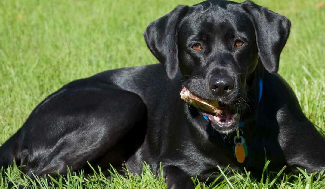 Le Labrador Retriever : le compagnon idéal pour la famille