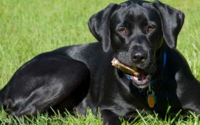 Le Labrador Retriever : le compagnon idéal pour la famille