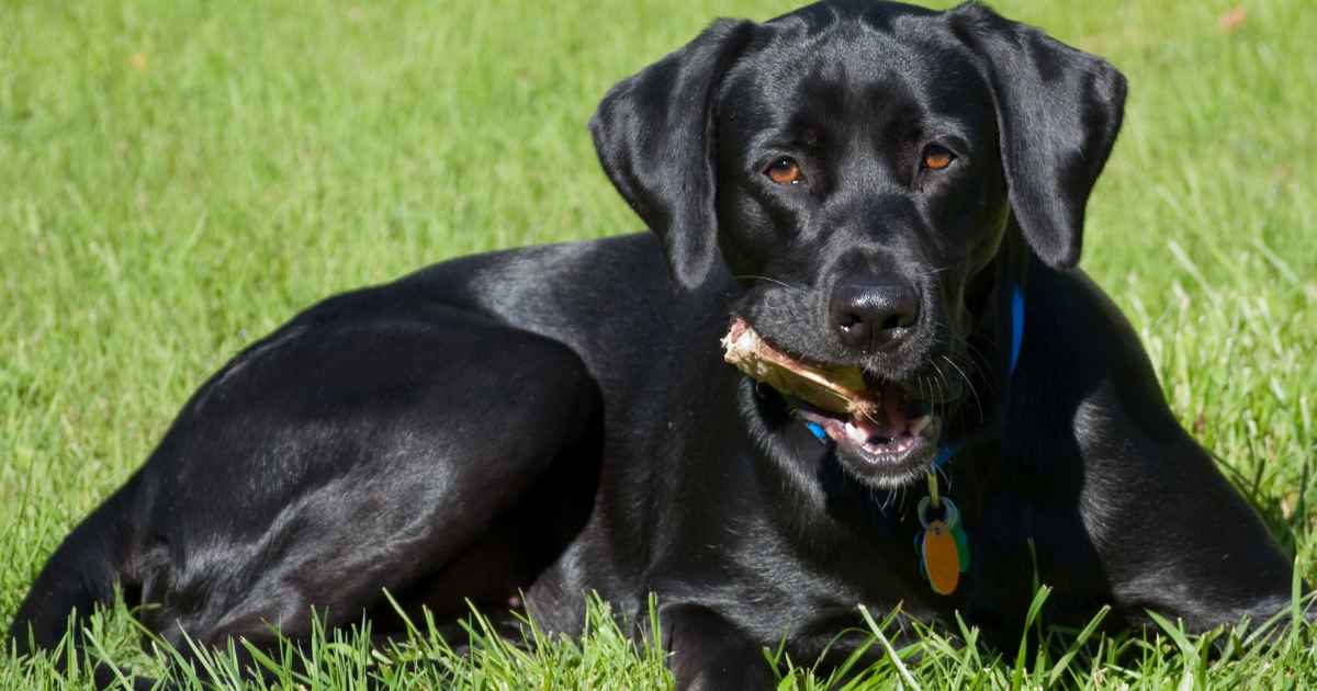 Labrador Retriever