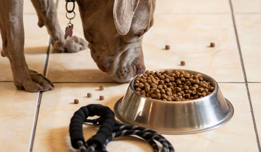 Les avantages de l’alimentation Pro Plan pour chiens et chats