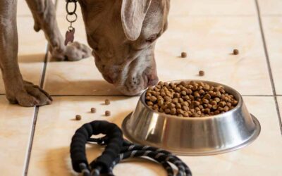 Les avantages de l’alimentation Pro Plan pour chiens et chats