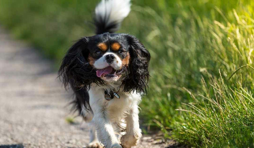 Le Cavalier King Charles Spaniel : un petit chien plein de tendresse