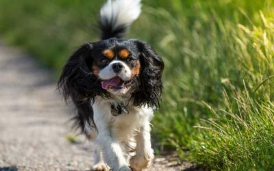 Le Cavalier King Charles Spaniel : un petit chien plein de tendresse