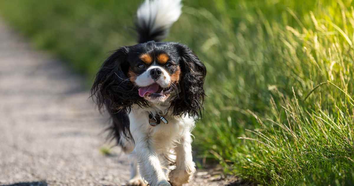 Cavalier King Charles Spaniel