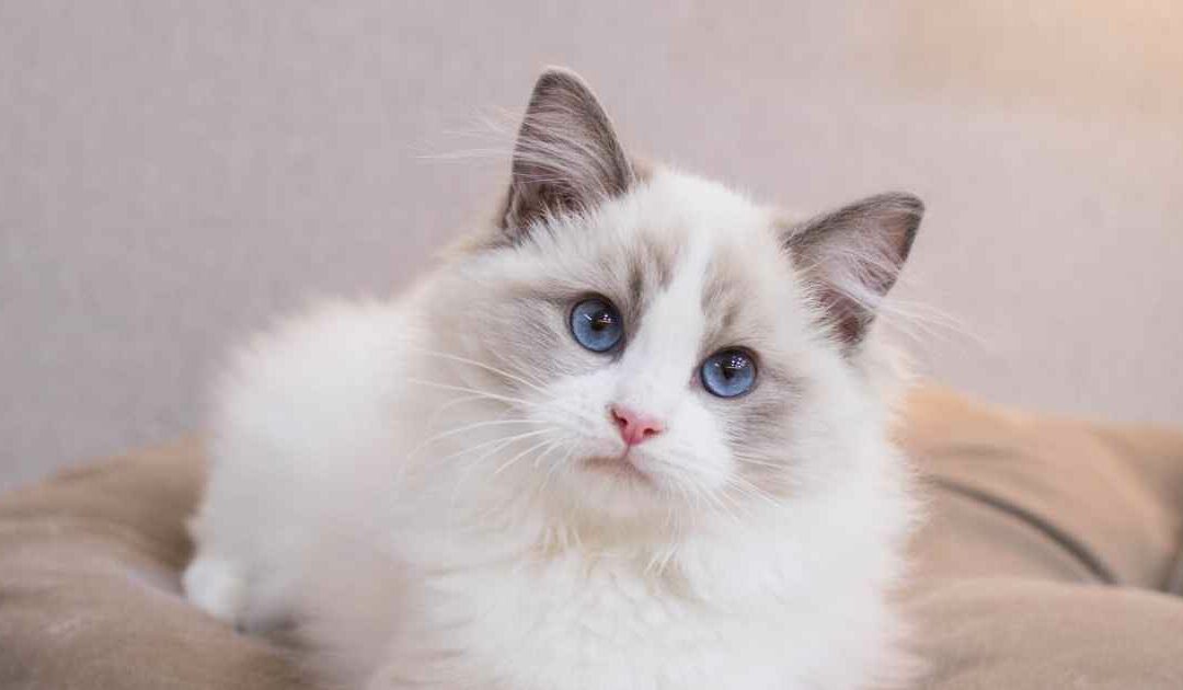 Le Ragdoll : un chat tendre et affectueux pour toute la famille