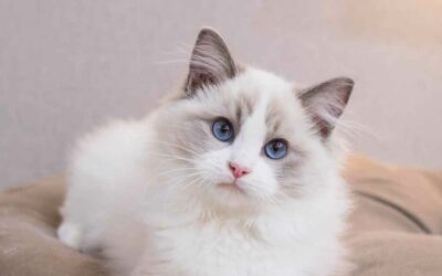 Le Ragdoll : un chat tendre et affectueux pour toute la famille