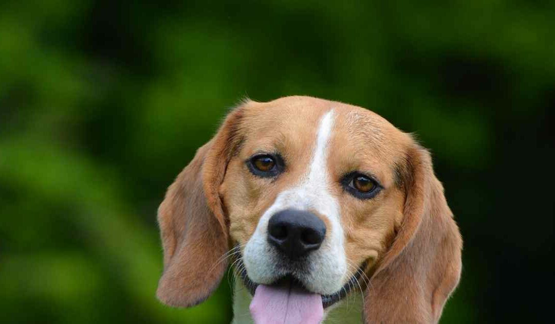 Le Beagle : un chien sociable et affectueux