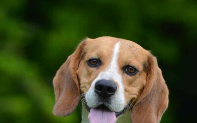 Le Beagle : un chien sociable et affectueux