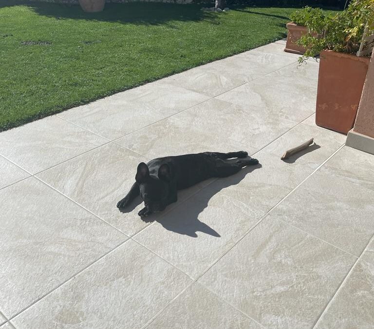 Quelle quantité de croquettes donner à son chien ?