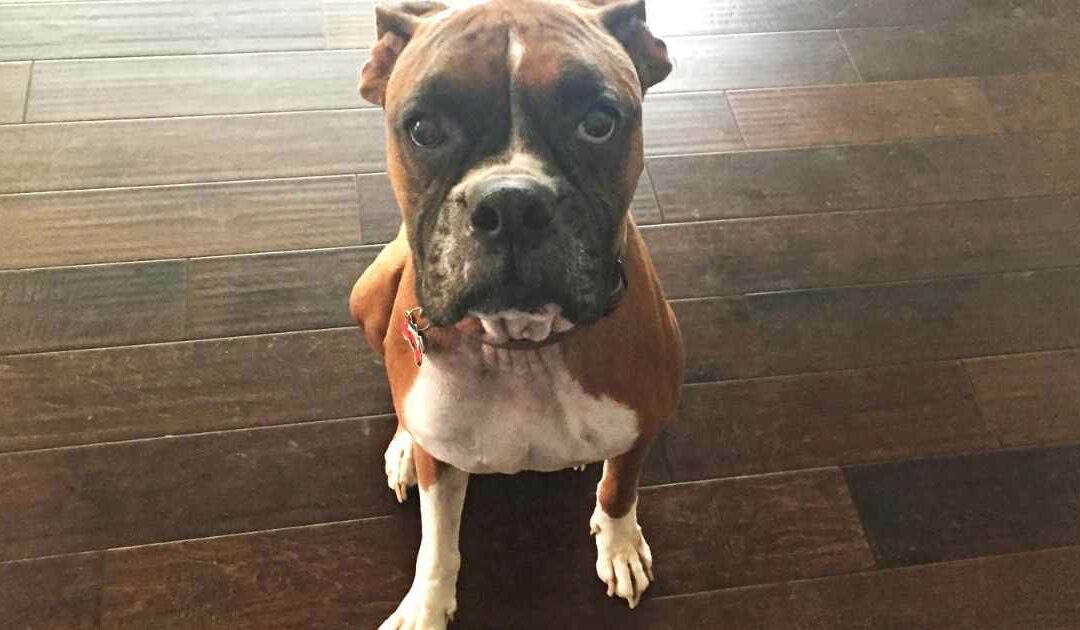 Le Boxer : un chien plein d’énergie et d’amour pour sa famille