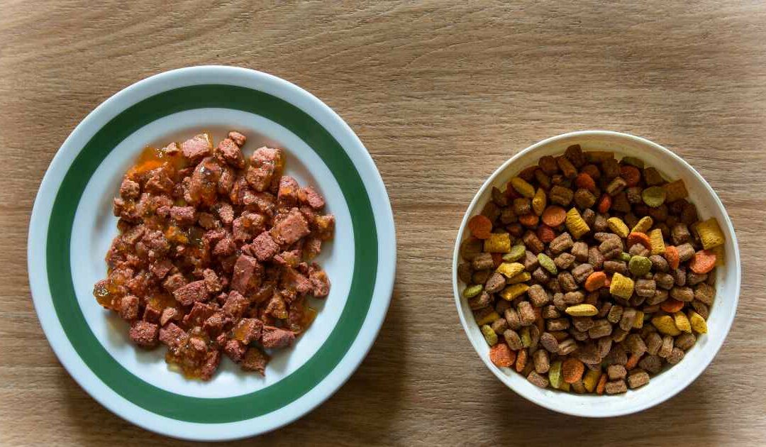 Les produits Iams : une nutrition de haute qualité pour chiens et chats