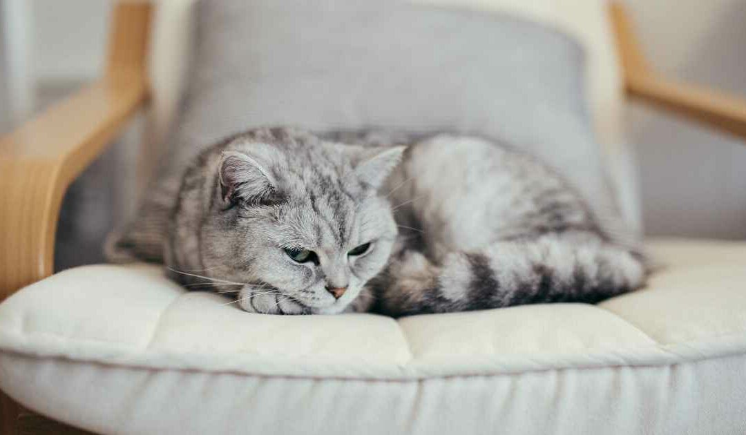 Le British Shorthair : le chat parfait pour une vie tranquille