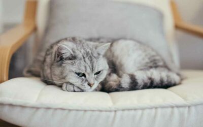 Le British Shorthair : le chat parfait pour une vie tranquille