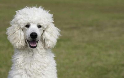 Le Caniche : un chien intelligent et facile à dresser