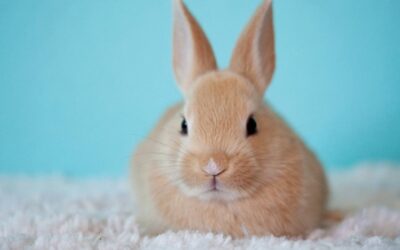 Les avantages et inconvénients des assurances pour animaux de compagnie