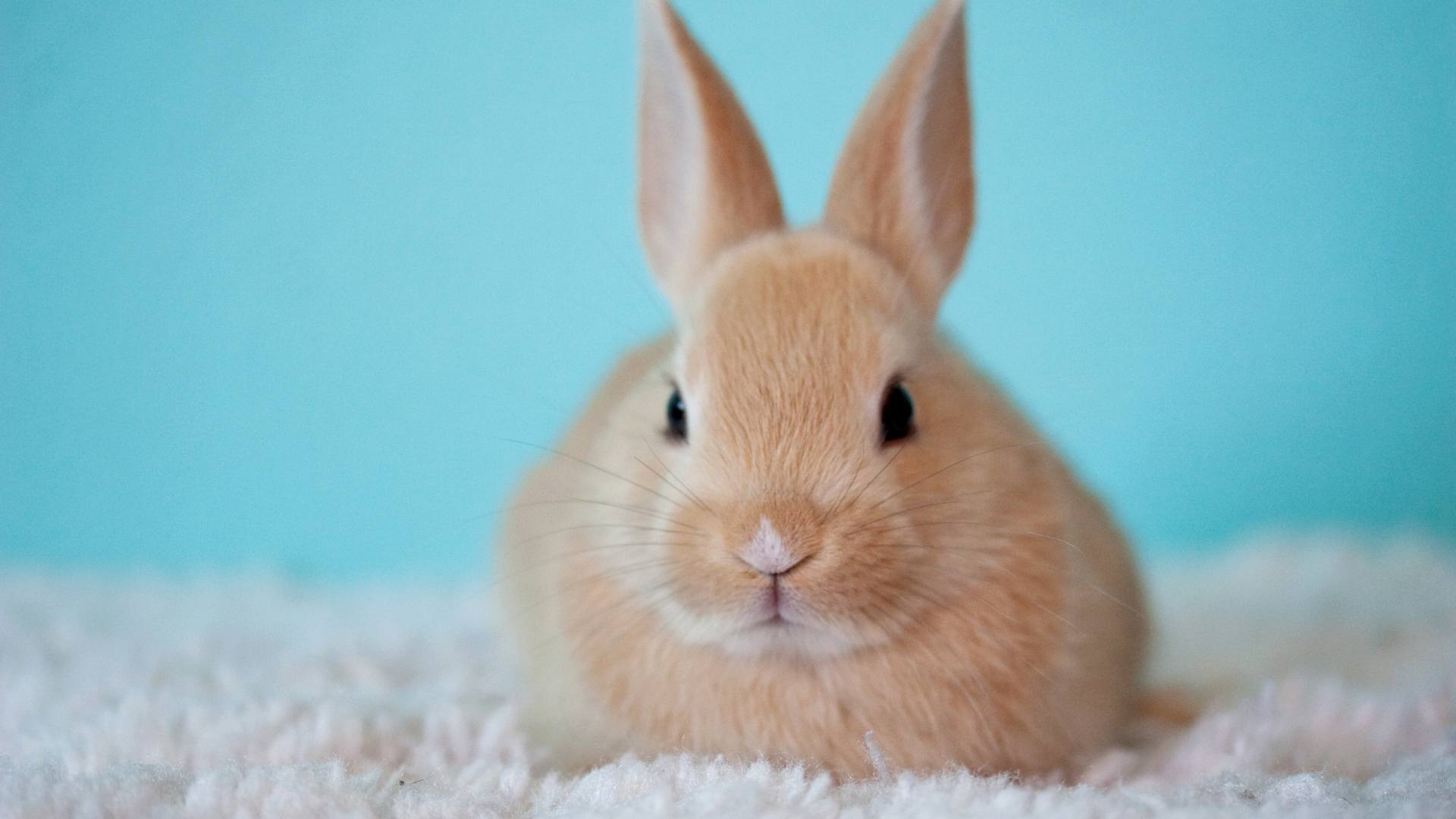 lapin